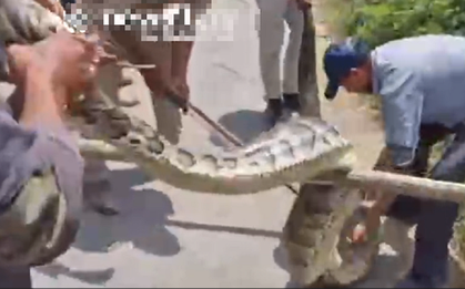 Đang làm đồng, người dân bỗng thấy cảnh tượng "nổi da gà"