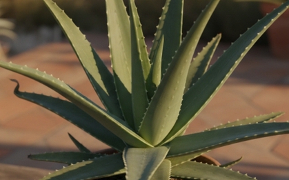 Loại cây mọng nước trị tiểu đường, táo bón, viêm loét đến mụn nhọt