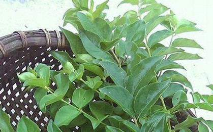Cây dại ở bờ rào hóa "mỏ vàng", hái lá bán đều tay, thành đặc sản lạ nổi tiếng