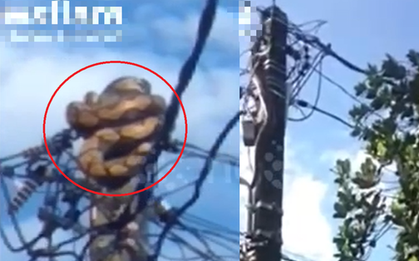 Nhìn lên cột điện, người dân phát hiện cảnh tượng "đáng sợ" giữa ban ngày