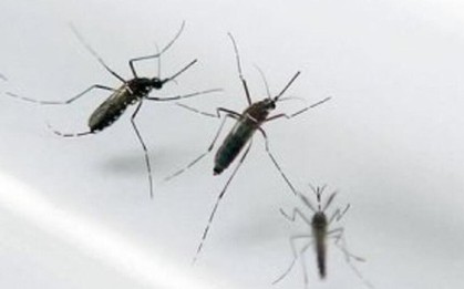 Một quốc gia châu Âu lần đầu tiên phát hiện thấy muỗi: Bắt được 3 con gồm 2 cái và 1 đực