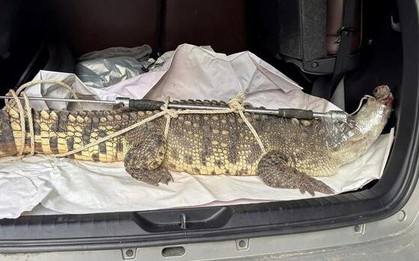 Bắt được cá sấu quý hiếm nặng hơn 50 kg ở phố biển Quy Nhơn