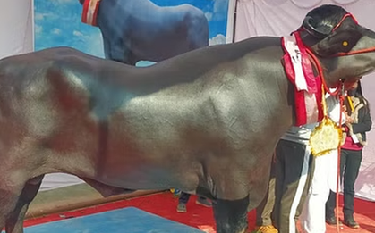 Con trâu khủng giá 65 tỷ đồng, ít hơn chủ nhân "không ưng bán"