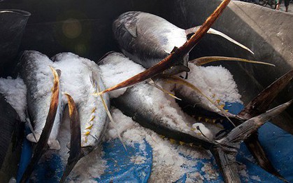 Không phải sầu riêng, 'siêu thực phẩm' của Việt Nam sang Thái Lan thành hàng hot: thu về hơn 700 triệu USD, 100 thị trường tranh nhau 'chốt đơn'