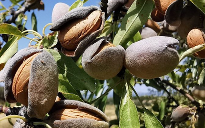 Loại hạt được đánh giá "tốt bậc nhất thế giới", ở Việt Nam trồng bạt ngàn