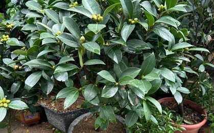Trồng đúng loài cây này trước cửa: Gia đạo vững như núi, đời con cháu càng ở càng thịnh