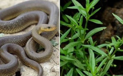 5 cây gọi rắn vào nhà