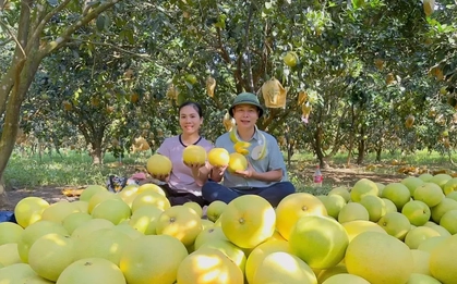 'Đệ nhất danh quả' Hà Tĩnh được chọn trong tiệc cưới Đỗ Thị Hà