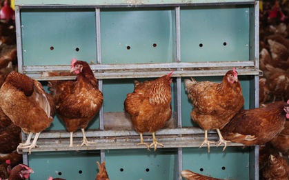 Giá trứng gà bất ngờ tăng vọt, tiến sát mốc 4.000 đồng/trứng