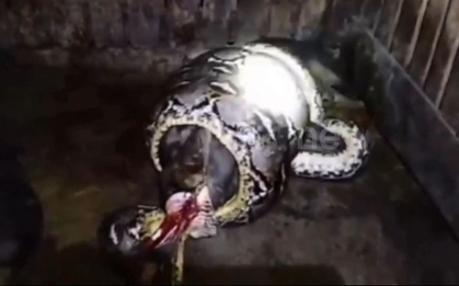 Nghe tiếng động trong đêm, người đàn ông ra kiểm tra thì sốc nặng