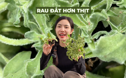 Sự thật về rau xà lách giá 300k/kg, vị mặn như muối đang được săn lùng nhất Việt Nam