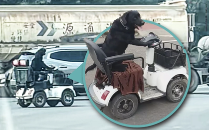 Trung Quốc: Chú chó “biết lái xe”, trượt ván, đổ rác gây sốt MXH, cảnh sát phải can thiệp vì lý do an toàn