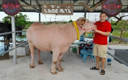 Con trâu màu "lạ" được trả 1,7 tỷ đồng, người đàn ông liền gật đầu bán
