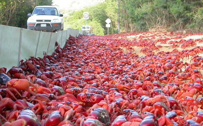 Hàng triệu con cua đỏ tràn ra đường trong cuộc di cư
