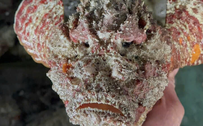 Loài cá xấu nhất Việt Nam