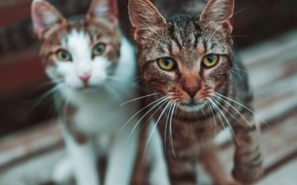 Sau ly hôn vẫn phải chu cấp tiền nuôi mèo cho vợ cũ suốt 10 năm