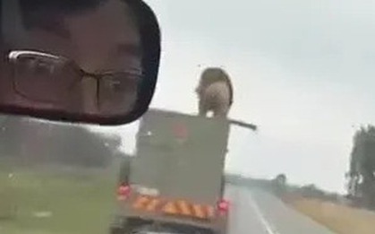 Sư tử nhảy khỏi xe tải đang chạy rồi tẩu thoát, người đi đường sốc nặng