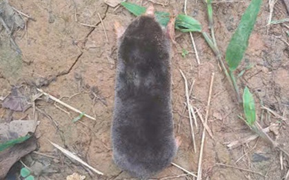 Phát hiện loài động vật chưa từng ghi nhận trên thế giới tại một khu rừng ở Thanh Hóa