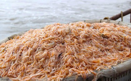 Ngư dân rẽ sóng săn con bé tí teo, bỏ túi tiền triệu mỗi ngày