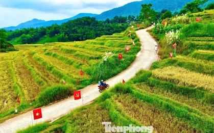 Check-in cung đường chữ S giữa 'biển vàng' gây sốt mạng xã hội