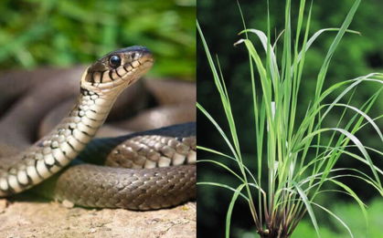 5 loài cây rắn rất sợ
