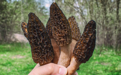 Loại cây dại mọc um tùm ở Việt Nam, "trời Tây" bán giá 13 triệu đồng/kg