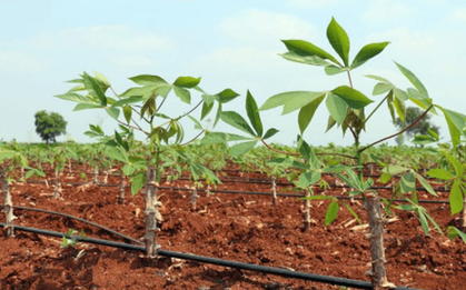 Giá giảm 1/3, Trung Quốc tăng mạnh ‘bắt đáy’ một mặt hàng từ Việt Nam: Xuất khẩu gần cán mốc 1 tỷ USD, nước ta cùng Thái Lan cạnh tranh ngôi vương của thế giới