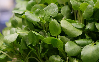 2 loại rau người Việt thích mê dễ là "ổ sán", nhất là cái số 1