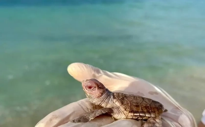 Ngắm 14 con rùa biển bạch tạng cực hiếm vừa chào đời ở Côn Đảo