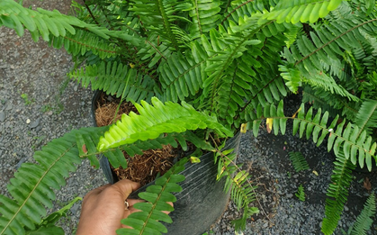 Đừng trồng 2 cây này trong nhà kẻo vận xui bủa vây, con cháu khốn đốn