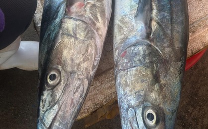3 loại cá "tốt hơn cả cá hồi", chợ Việt bán nhiều vô kể