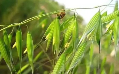 Loại cây dại xưa thấy "diệt tận gốc", không ngờ nay có giá 5 triệu đồng/kg