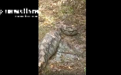 Nhìn ra vườn, người dân phát hiện cảnh tượng nổi da gà