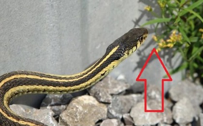 3 cây hoa khiến rắn sợ run bần bật