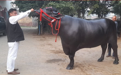 Con trâu khổng lồ được trả 30 tỷ đồng, chủ nhân "kiêu" không bán