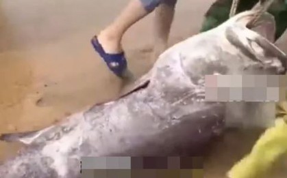 Ngư dân câu được con cá mú khổng lồ nặng 160kg