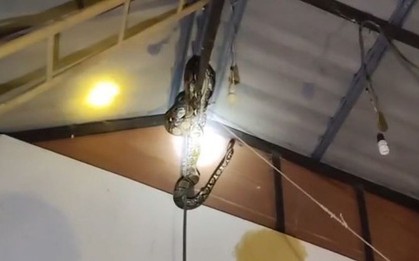 Bắt được trăn khổng lồ nặng 22kg lơ lửng trên trần nhà dân