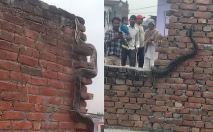 Nhìn lên tường, người dân sốc nặng khi thấy cảnh tượng nổi da gà