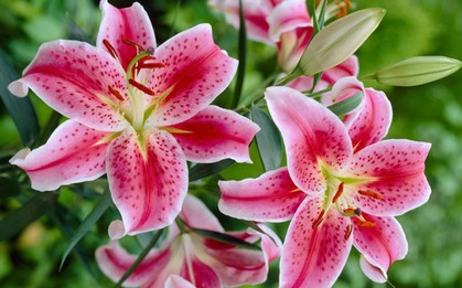 3 loại hoa "đại kỵ" trên bàn thờ