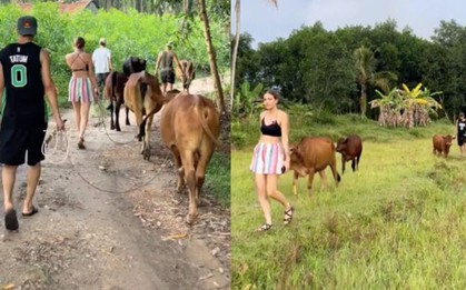 Clip du khách Tây mỗi người chăn một con bò khiến dân mạng thích thú