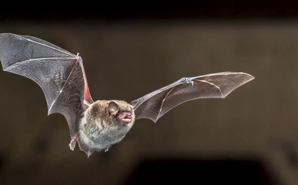 Phát hiện chủng virus corona mới ở dơi Brazil mang đặc điểm di truyền như COVID-19