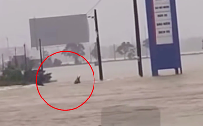 Xót xa khoảnh khắc một người bị nước lũ cuốn trôi ở Huế, tìm cách ứng cứu nhưng không kịp trở tay