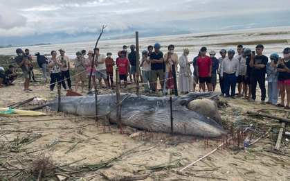 Cá ông dạt vào bờ biển là điềm tốt hay xấu? Ngư dân 40 năm đưa ra giải thích