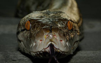 Loài rắn dài nhất thế giới, Việt Nam cũng có: Từng ghi nhận cá thể đạt gần 10 mét