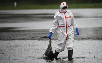 Thế giới có thể đối mặt 1 đại dịch mới từ chủng gia cầm bị bỏ qua này