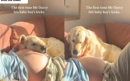 Phản ứng ngỡ ngàng đáng yêu của chú chó khi lần đầu cảm nhận được cú đạp của em bé trong bụng cô chủ