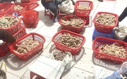 Thu giữ trên 3,5 tấn chân gà ‘bẩn’ ở khu vực biên giới