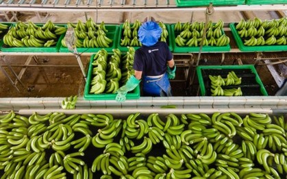 Việt Nam sở hữu “trái cây hạnh phúc” hút mạnh thị trường Trung Quốc, Nhật Bản: Hàng loạt lợi ích bất ngờ