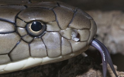 Loài rắn độc dài nhất thế giới, Việt Nam cũng có: Một cú tấn công đủ giết 20 người