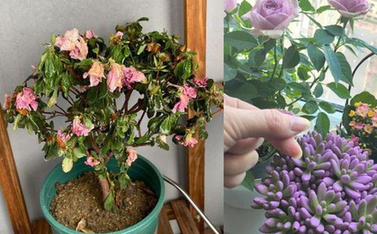 7 năm trồng hoa, tôi nhận ra: 4 thói quen tưởng vô hại nhưng khiến cây mãi không nở nổi một bông